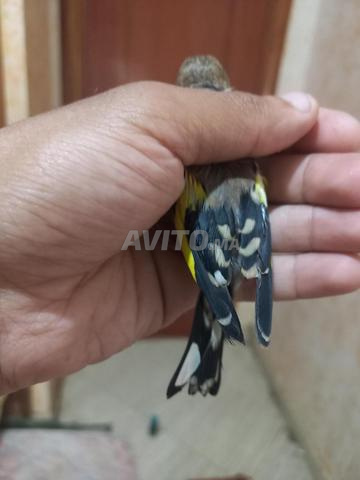 Deux pigeons voyageurs à vendre, gardés pendant plus d'un mois - 2