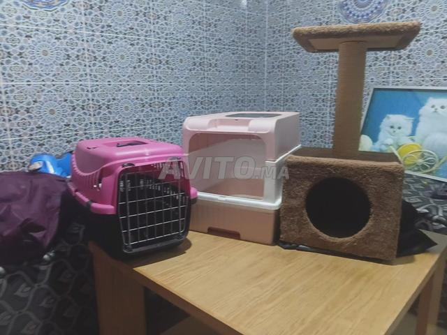 Cage chat كاج قطط قفص
