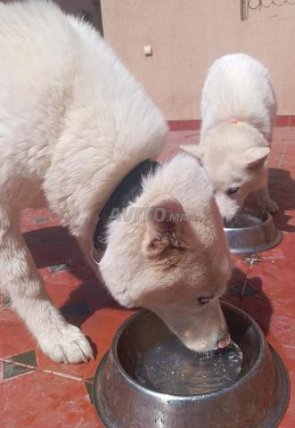 2 husky bien - 2