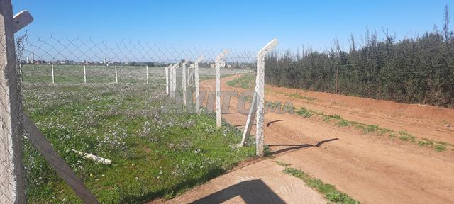 Terrain agricole 3 Hectare titre à vendre tiflet