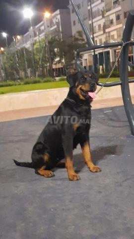 Super femelle rottweiler pure race - 2