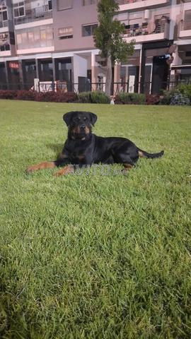 Super femelle rottweiler pure race