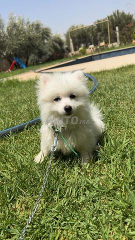 Chienne Spitz