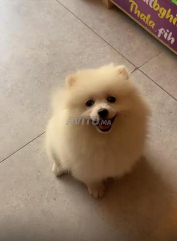Chienne Spitz - 2