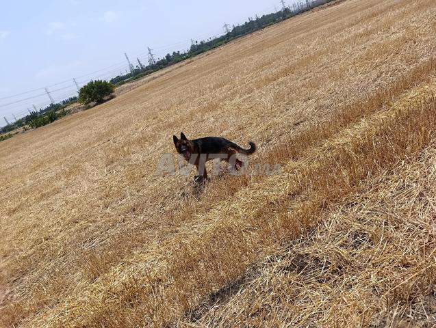 Berger Allemand - 2