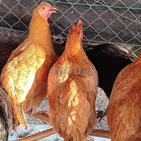 Poulets Australorp et races mélangées - 2