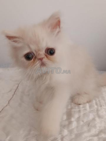 Chaton persan mâle