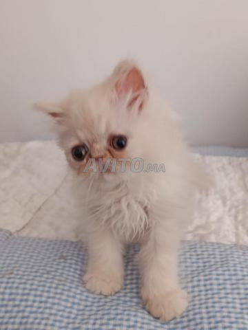 Chaton persan mâle - 2