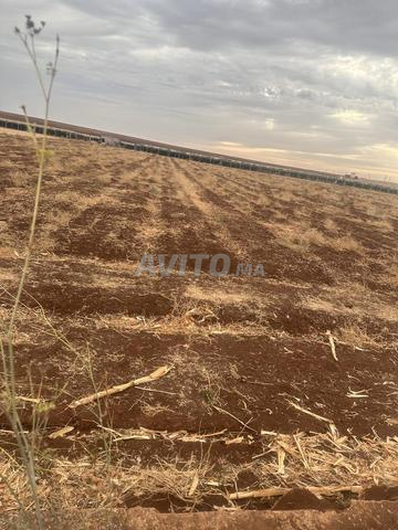 4 hectares à vendre El Hajeb - 2