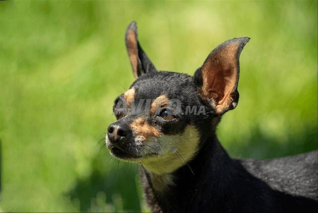 Chien mâle Chihuahua - 2
