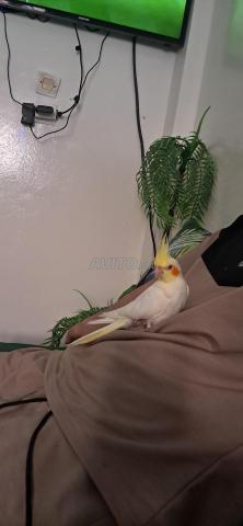 كوكاتو صغير - 2