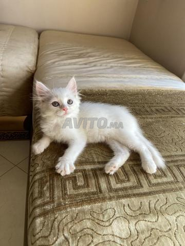Chatte femelle - 2