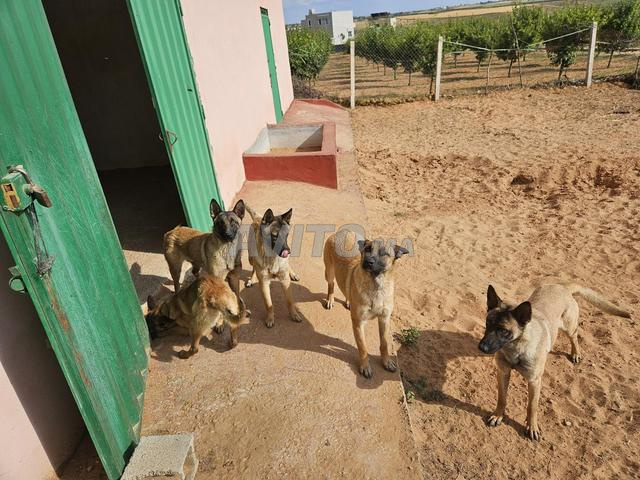 Chiens malinois à céder - 2