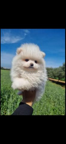 Photo réelle Spitz Pomeranian - 2