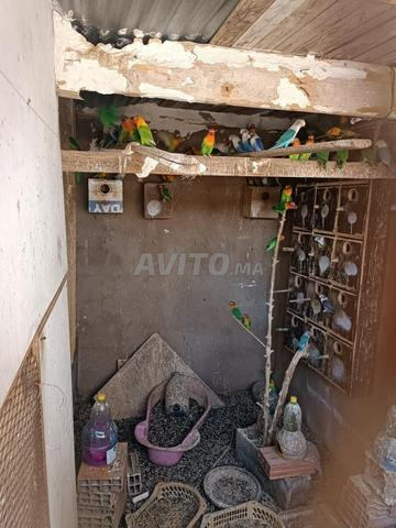 Oiseaux inséparables à vendre - 2