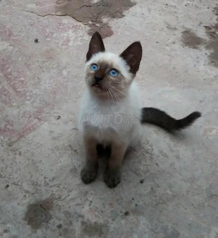 Petit chat siamois mix - 2