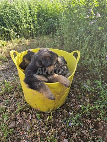 🐶 جراء كلاب الراعي الألماني بشعر طويل للبيع 🐶 - 2