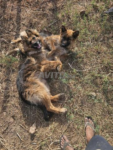 🐶 Chiots berger allemand poil long à vendre 🐶