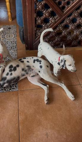 Chiots Dalmatiens - 2
