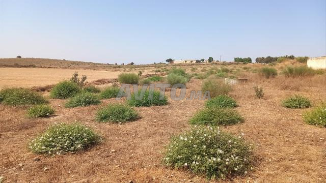 أراضي زراعية آسفي - 2