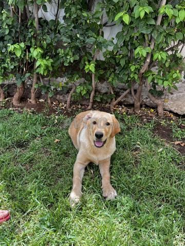 Chien labrador - 2