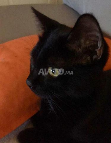 Adorable chat de couleur noire - 2