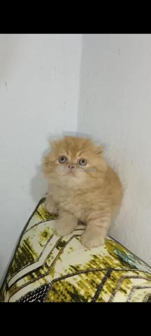 Chats Scottish Fold - 2