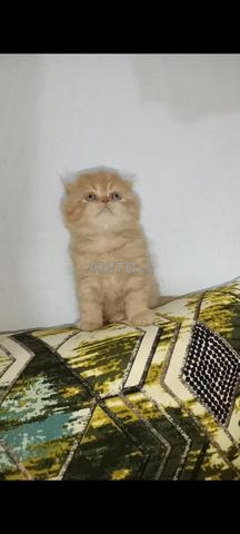 Chats Scottish Fold domestiques - 2