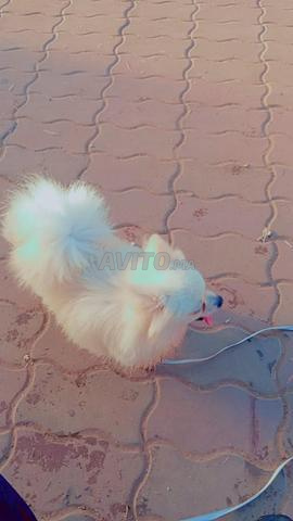 أنثى سبيتز بومرينيان قزم - 2
