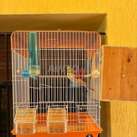 Couple perruches avec cage et nid - 2