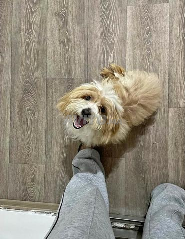 🐶 Bichon à vendre 🏡 - 2