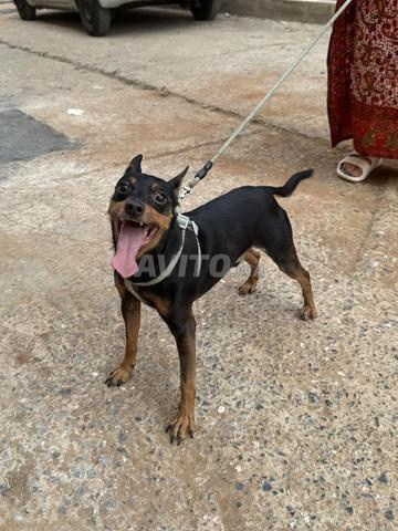 Mâle Pinscher - 2