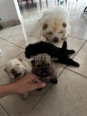 Chiots Chow Chow - 2