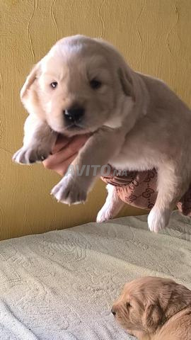 Chiot Golden Retriever pur race - 2