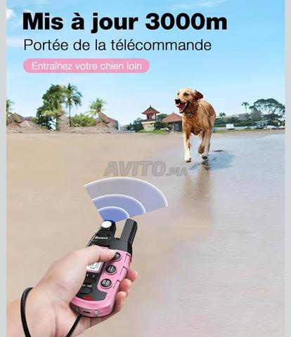 collier de dressage pour chien - 2
