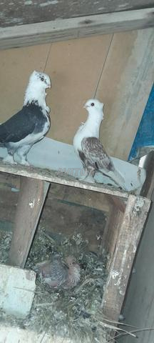 Pigeon de l'Ambre - 2