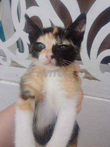 Chats à adopter âgés de 3 mois - 2