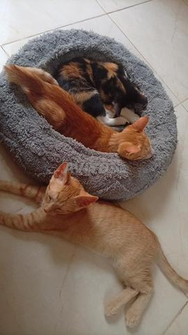 Chats à adopter âgés de 3 mois