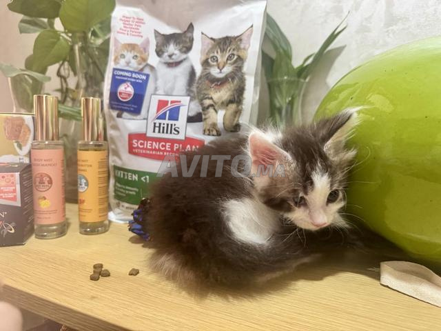Magnifiques chatons Maine Coon avec pedigree - 2