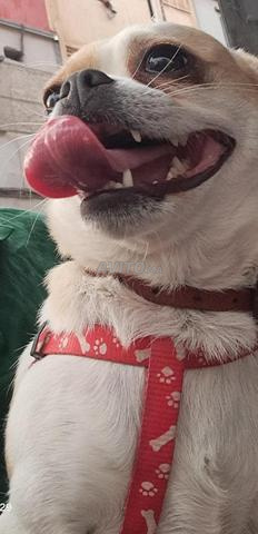 Chien chihuahua - 2