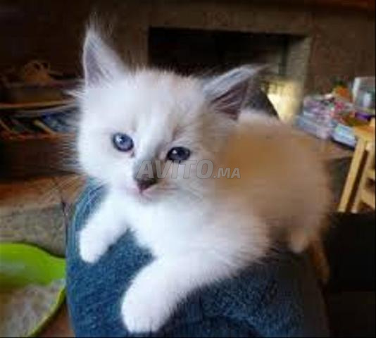 Bébés chat Siamois x Ragdoll - 2