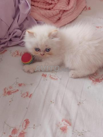 Chatons Persan Himalayen - 2