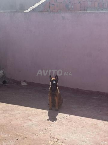 Femelle malinois 2 mois - 2