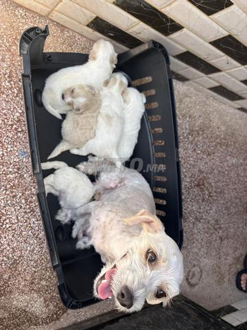 Magnifiques chiots Bichon à vendre - 2