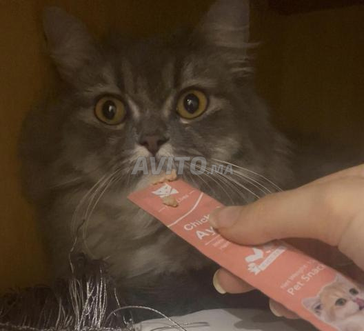 Chatte Perdue à Bourgogne Proximité Mosquée H2 - 2