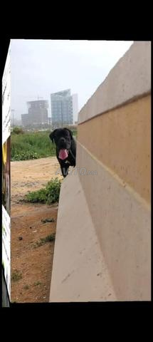 Cane Corso - 2