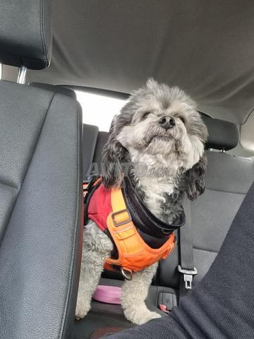 Bichon Havanais - 6 ans - 2