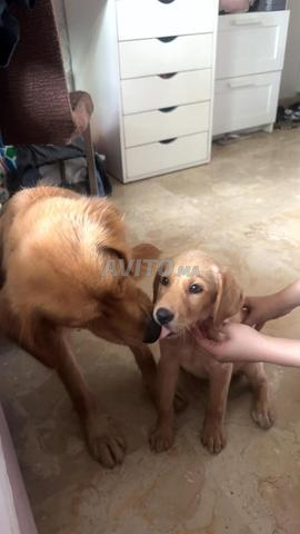 Golden Labrador - 2