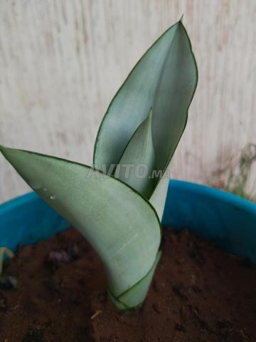 Plante naturelle - 2