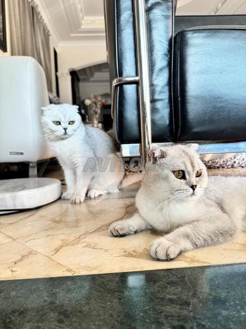 Scottish Fold - 2